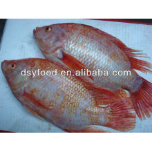 Frozen Red tilapia fish